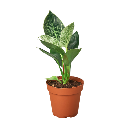 Philodendron Birkin: 6" Pot