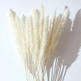Pampass Grass - Bleach White